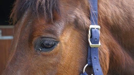 Hipp’Occitan cabinet vétérinaire équin – Dr Caroline Dubois