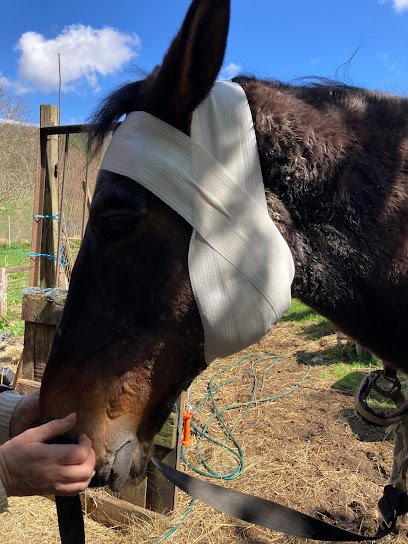 Drs. Delmas, Guidi, Pozycki, vétérinaires équins