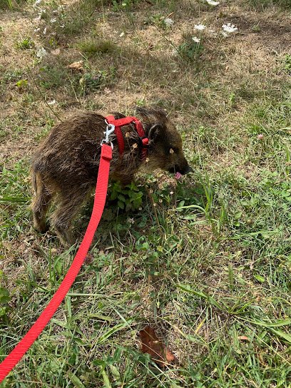 Cabinet Vétérinaire Dr. Pauline Lucchini