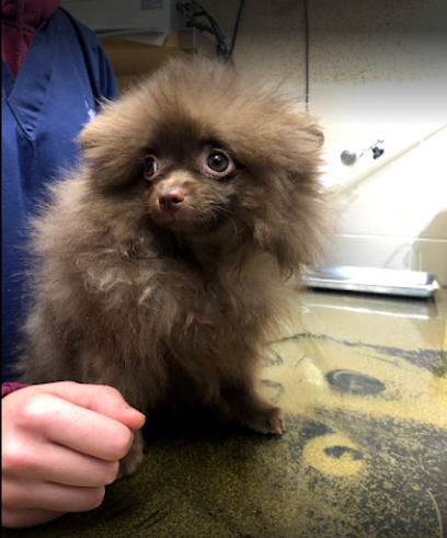 Cabinet Vétérinaire du Docteur Jean-Marc Denoun