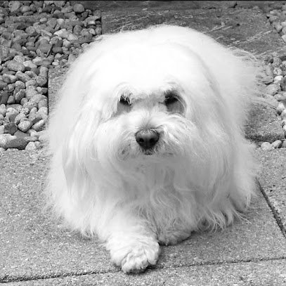 Clinique Vétérinaire du Pic du Midi d’Ossau
