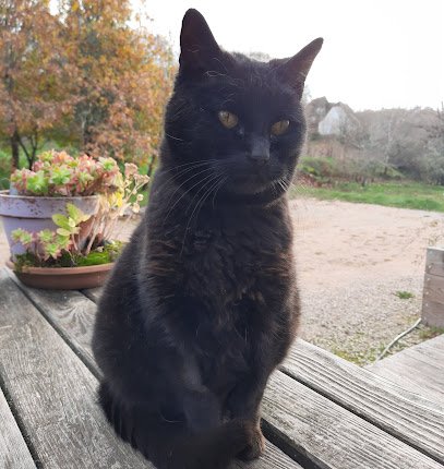 Consultation Vétérinaire d’Ostéopathie avec le Dr Legrand à la clinique du Chêne