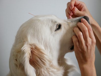 Acupuncture et Phytothérapie Vétérinaire – Dr Fanny GARCIA