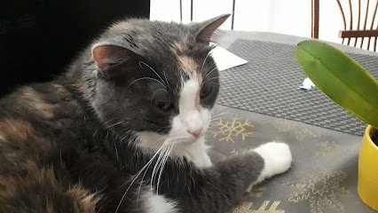 Clinique Vétérinaire du Docteur Gouin