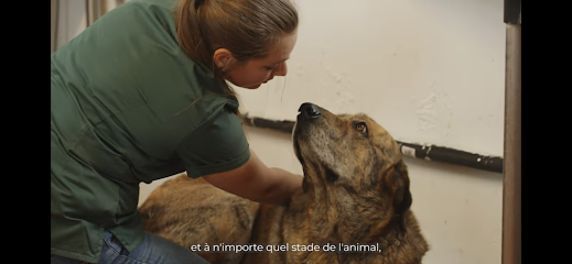 Ostéopathie vétérinaire à domicile – Dr Pauline Bourdette (toutes espèces, chiens, chats, équins, ruminants, NAC)