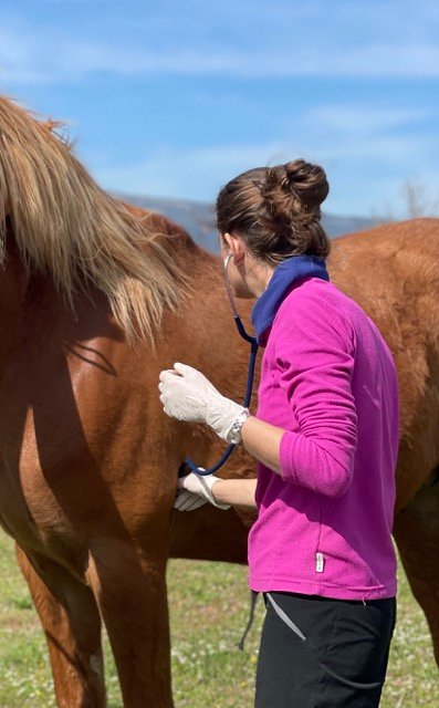 SCP Equivet Provence Vétérinaire Équin
