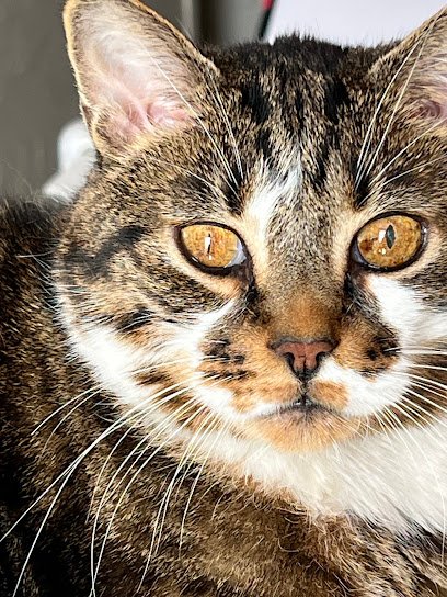 Cynopsis – Dr Biancamaria