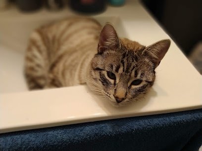 Clinique Vétérinaire des Drs Loubersac et Tresch