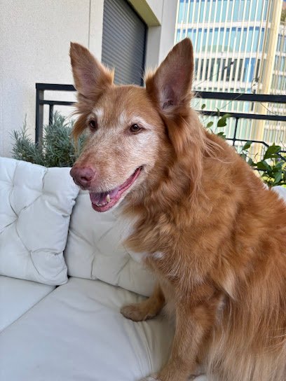 Cabinet Vétérinaire Pereire – Dr BERDUGO Fabrice