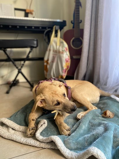 Vétérinaire Plaisance du Touch – Clinique de La bonne Patte du Dr Labbe