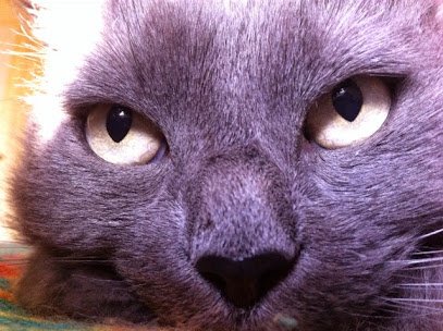 Clinique Vétérinaire des Alizés