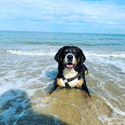 Clinique Vétérinaire du Boudigau