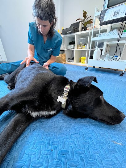 APATX Albaitari Osteopata – Vétérinaire Ostéopathe