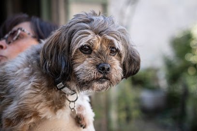 CABINET VÉTÉRINAIRE CÉLESTE des Drs Audoin et Etienne