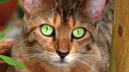 Dr Caroline Clément