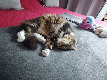 Cabinet Vétérinaire Médico Chirurgical Dr Vet Caroline Lesort