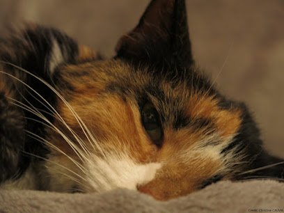 Christine CAUVIN Cabinet Vétérinaire d’exercice exclusif en Ostéopathie