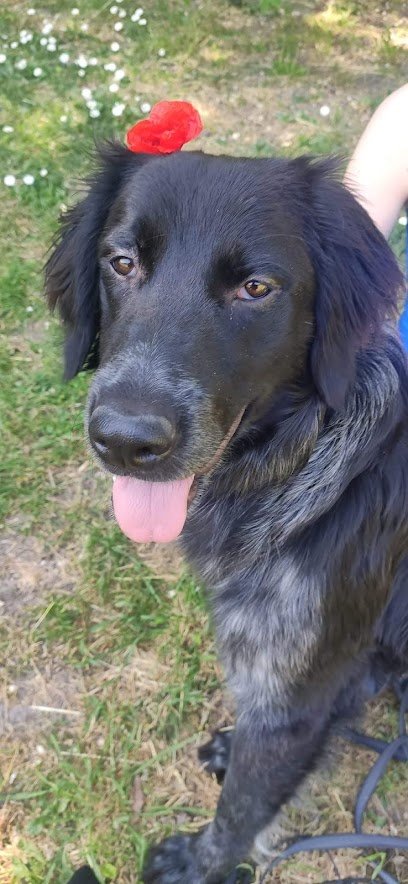 Veterinary Office of Doctor Nodiot