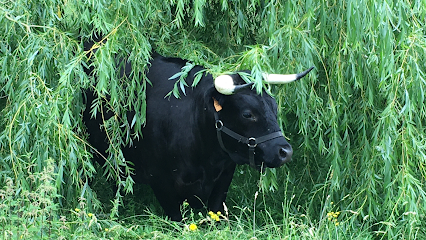 Acupuncture Vétérinaire – Dr. Stéphanie CHEVAL-COPPIN