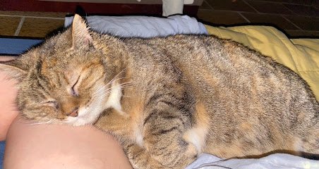 Cabinet vétérinaire, Dr PONTALIER Isabelle