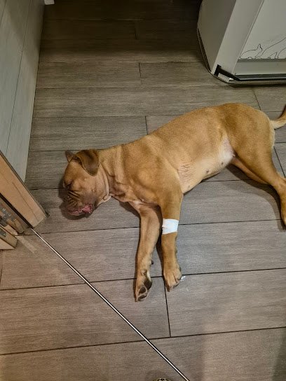 Cabinet vétérinaire du Dr Mirkovic Sébastien