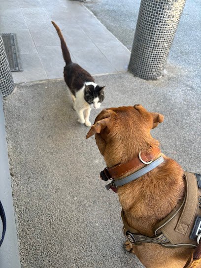 Clinique Vétérinaire Du Rivet