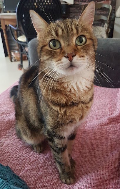 Cabinet Vétérinaire des Alpes du Docteur Witte