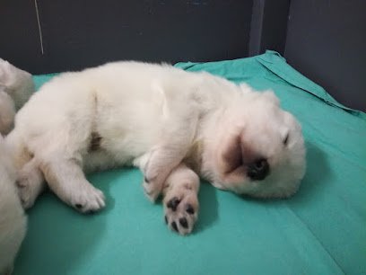 Leray Hélène Osteovet44