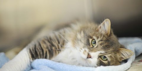 CLINIQUE VETERINAIRE VETOMAX