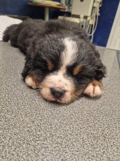 Cabinet Vétérinaire Canche et Authie