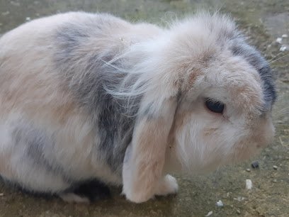 Cabinet vétérinaire des 2 lacs