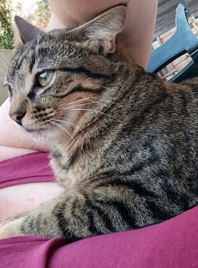 Clinique Vétérinaire du Dr Thibault Nathalie, Béziers